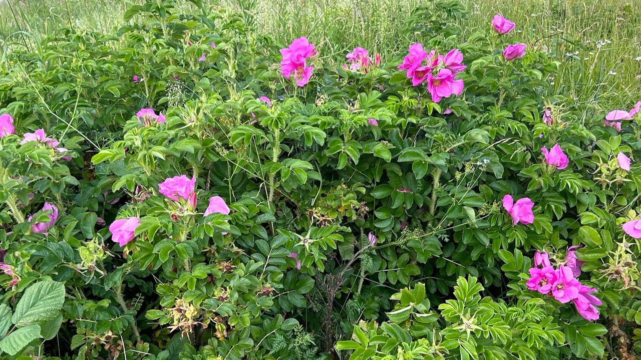 Landschaft Landschaft